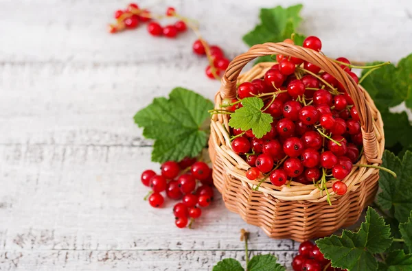 Cesto con ribes rosso maturo — Foto Stock