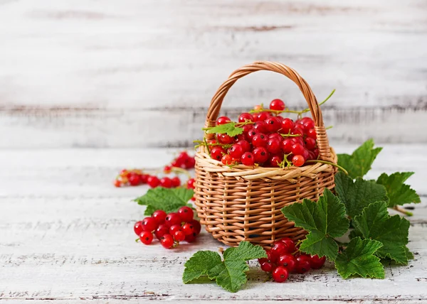 Cesto con ribes rosso maturo — Foto Stock