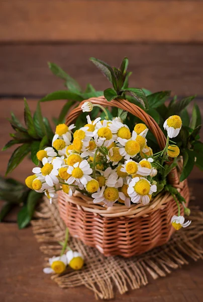 Strauß Gänseblümchen im Korb — Stockfoto