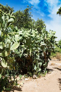 Yeşil kaktüs bitkileri. Türkiye 'de dikenli kaktüsler yetişiyor.