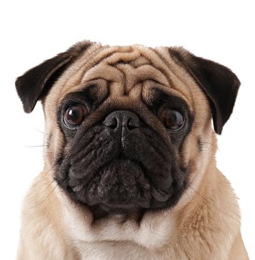 Pug Dog beyaz arkaplanda izole edildi