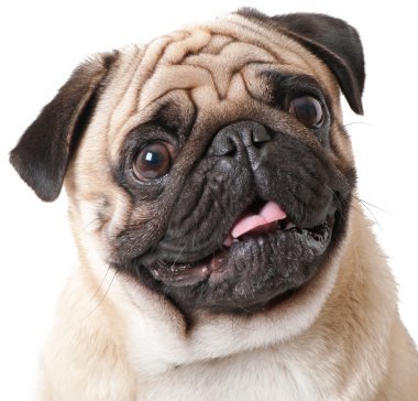 Pug Dog beyaz arkaplanda izole edildi