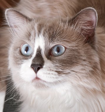 Ragdoll doğurmak-in kedi yüzüne yakın çekim