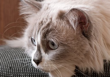 Ragdoll doğurmak-in kedi yüzüne yakın çekim