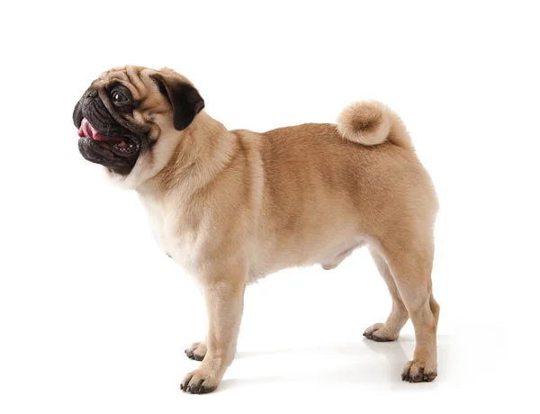 Pug pes izolovaný na bílém pozadí — Stock fotografie