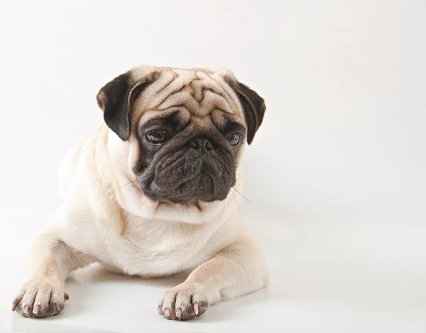 Mops Hund isoliert auf weißem Hintergrund — Stockfoto