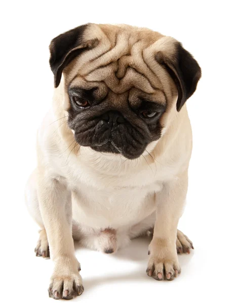 Pug pes izolovaný na bílém pozadí — Stock fotografie