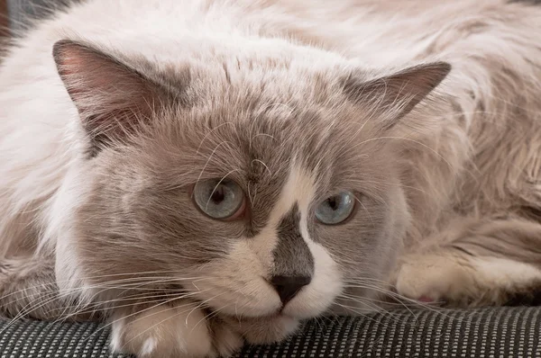 Ragdoll Rasse der Katze Gesicht Nahaufnahme — Stockfoto