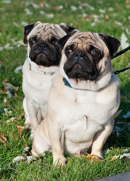 Two pug dog on the grass — Stock Photo, Image