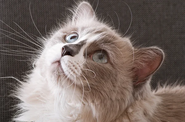 Ragdoll rasen av katt face närbild — Stockfoto