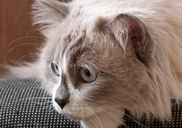 Raça Ragdoll de cara de gato close-up — Fotografia de Stock