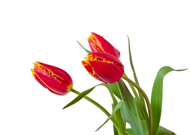 Beyaz arka plan üzerinde izole kırmızı lale buket bahar