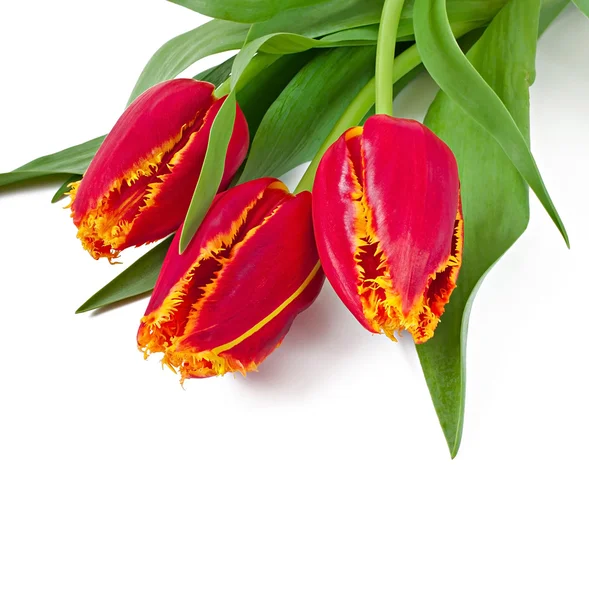 Spring bouquet of red tulips isolated on white background — Stock Photo, Image