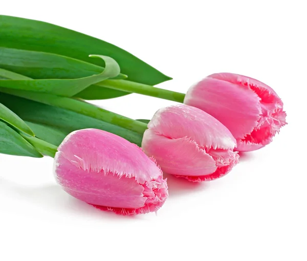 Frühlingsstrauß aus rosa Tulpen isoliert auf weißem Hintergrund — Stockfoto