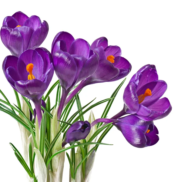 Spring bouquet of purple crocuses isolated on white background — Stock Photo, Image