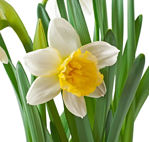 Wiosna kwiaty narcyzów na białym tle. — Zdjęcie stockowe