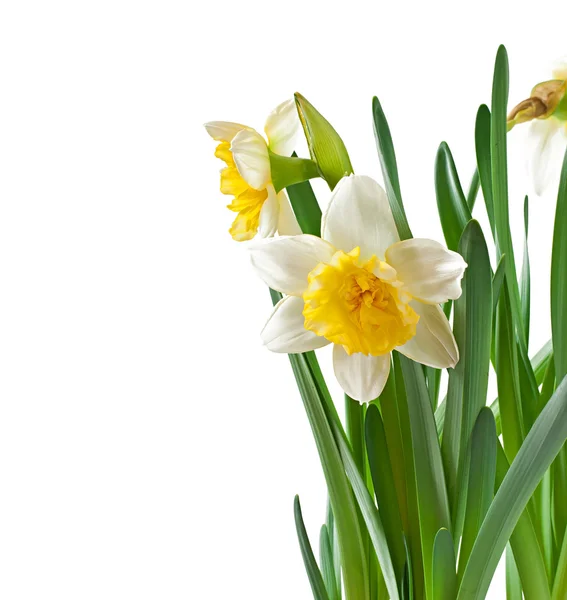 Frühlingsblumen Narzisse isoliert auf weißem Hintergrund. — Stockfoto