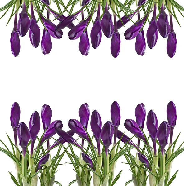 Spring bouquet of purple crocuses isolated on white background — Stock Photo, Image