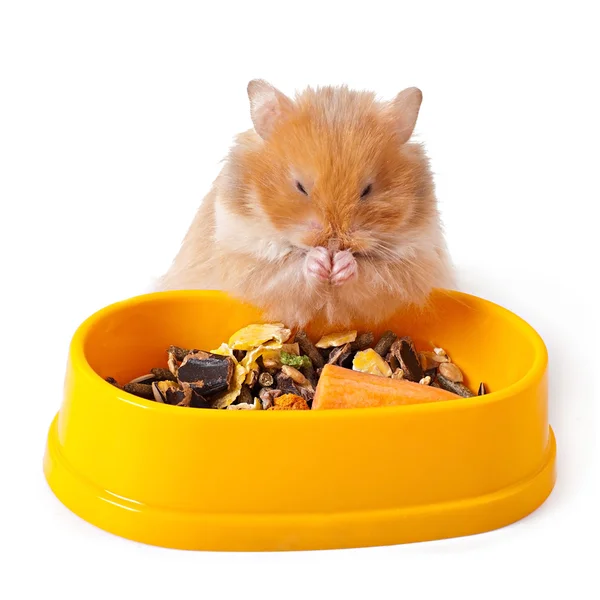 Hamster eating feed — Stock Photo, Image