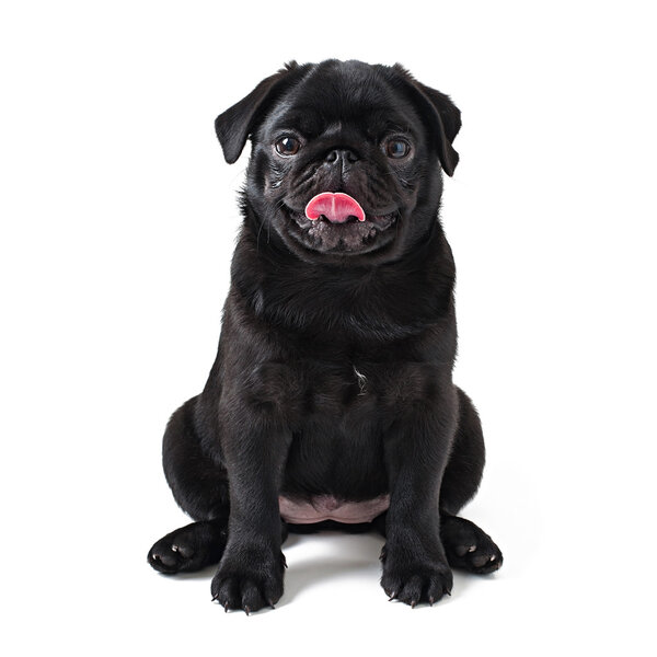 Black pug dog