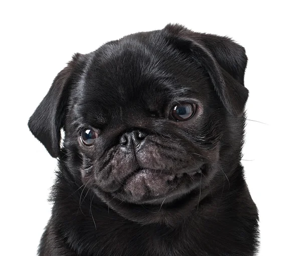 Černý Mops pes — Stock fotografie