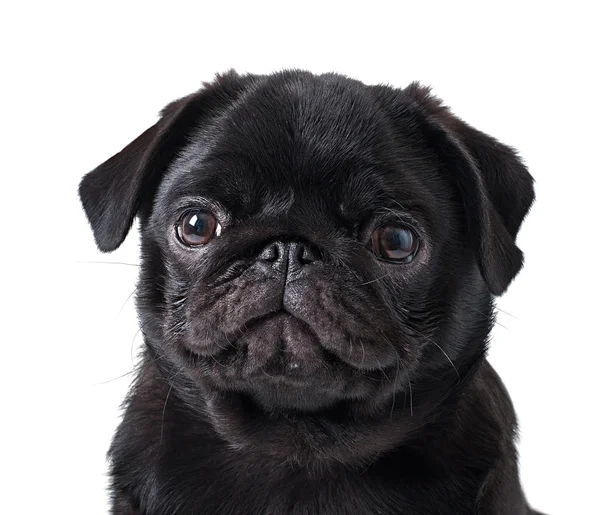 Black pug dog — Stock Photo, Image