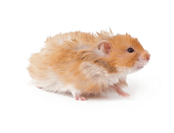 Fluffy Hamster animal — Stock Photo, Image