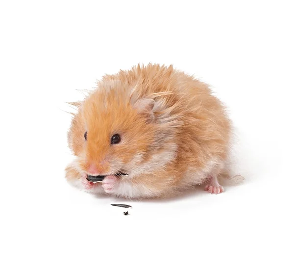 Hamster com semente de girassol — Fotografia de Stock