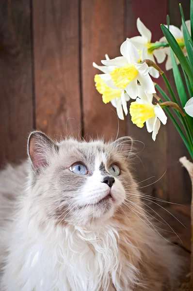Gato con ojos azules con flores narcisas —  Fotos de Stock