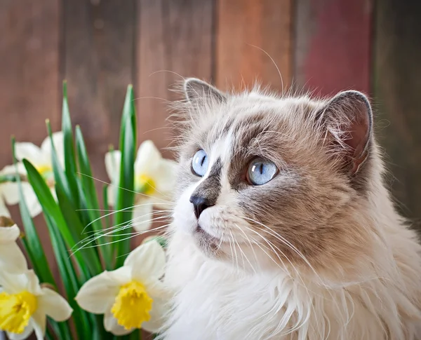 Nergis çiçekli mavi gözlü kedi — Stok fotoğraf