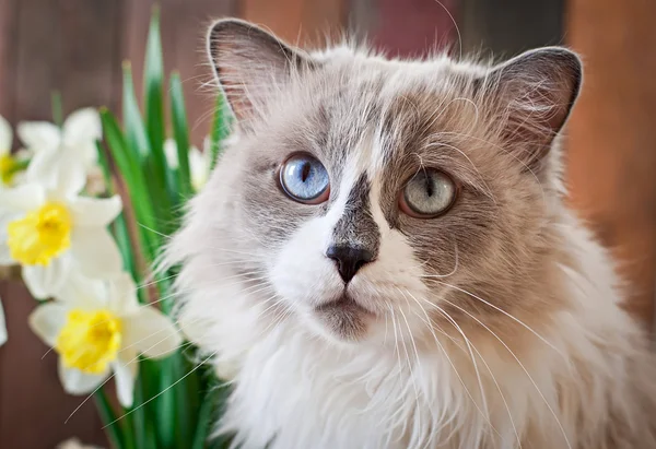 Gato com olhos azuis com flores narcisos — Fotografia de Stock