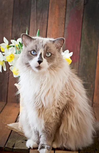 Katt med blå ögon med narcisser blommor — Stockfoto
