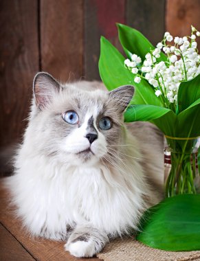 Kedi ve vadideki zambak vazo