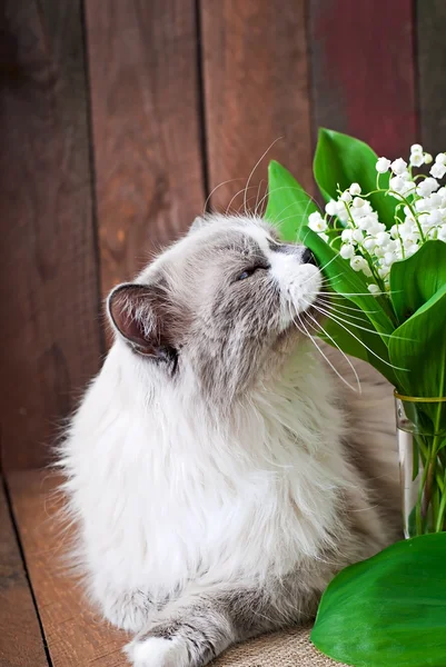 Chat et vase de lys de la vallée — Photo