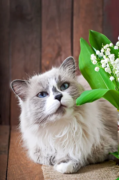 Katt och en vas med liljekonvaljer — Stockfoto