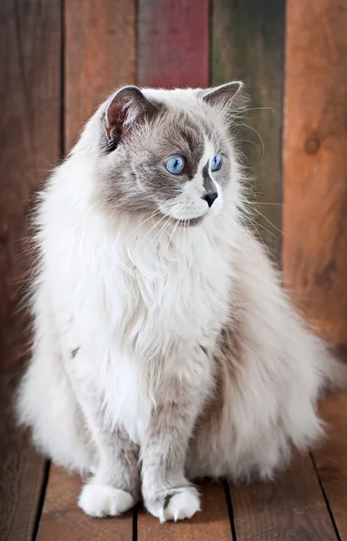 Vit ragdoll katt — Stockfoto