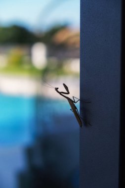 Mantid dini ya da peygamberdevesi, Mantodea takımına ait bir hayvan türüdür.