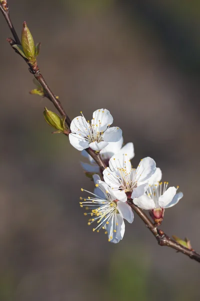 Lentebloemen 2 — Stockfoto