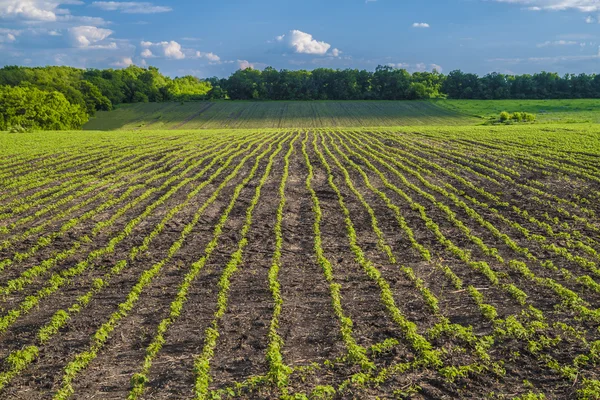 Récolte agricole été 1 — Photo