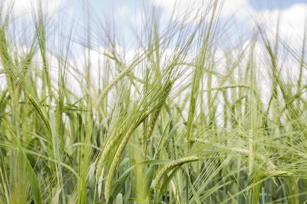 La récolte dans les champs mûrit — Photo