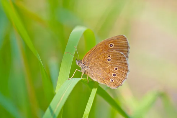 나비 1 1 — 스톡 사진
