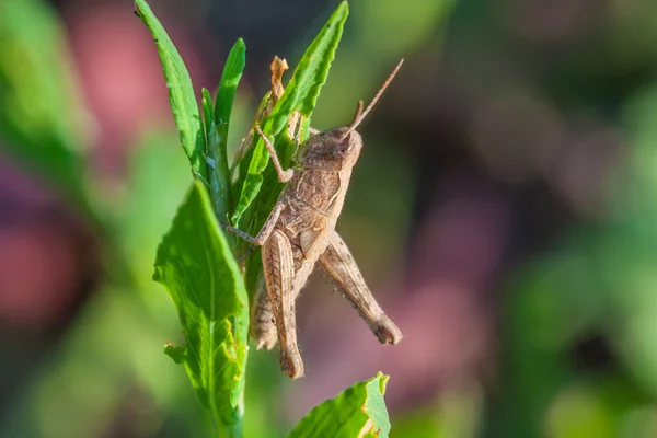 Gräshoppa har middag — Stockfoto