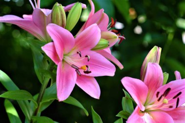 Bir yaz günü çiçek fotoğrafları.