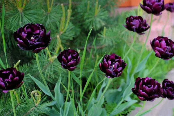 Photos Flowers Summer Day — Stock Photo, Image