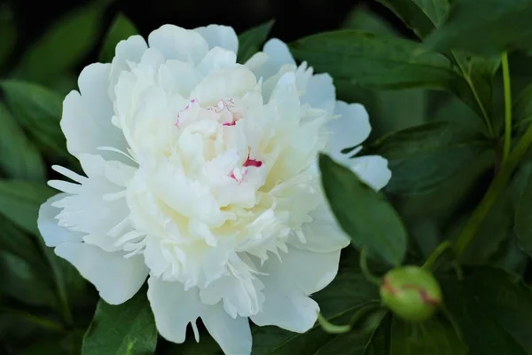 夏の日の花の写真 — ストック写真