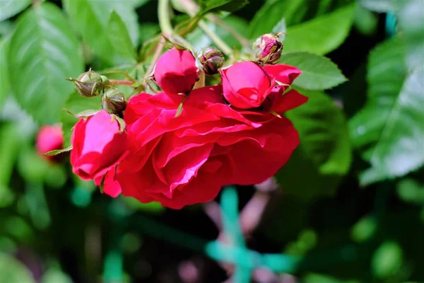 Photos Flowers Summer Day — Stock Photo, Image