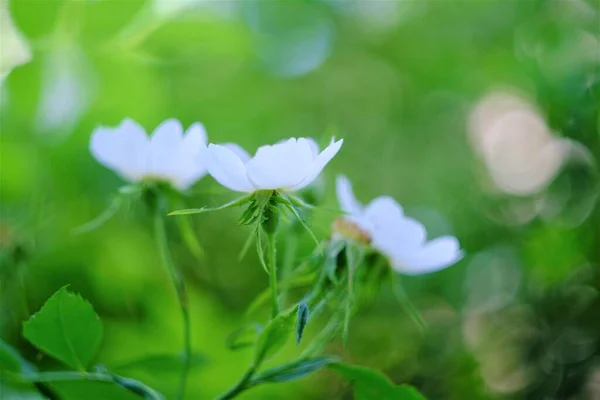 Fotos Von Blumen Einem Sommertag — Stockfoto