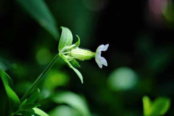 Bilder Blommor Sommardag — Stockfoto