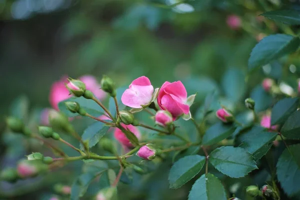 Zdjęcia Kwiatów Letni Dzień — Zdjęcie stockowe