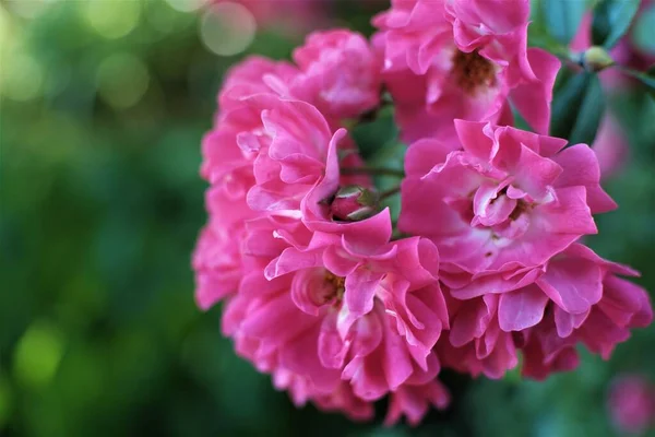 Fotos Von Blumen Einem Sommertag — Stockfoto